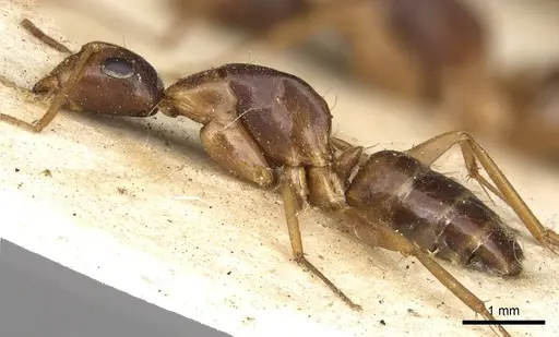 Camponotus ostiarius specimen CASENT0906893 image casent0906893_3