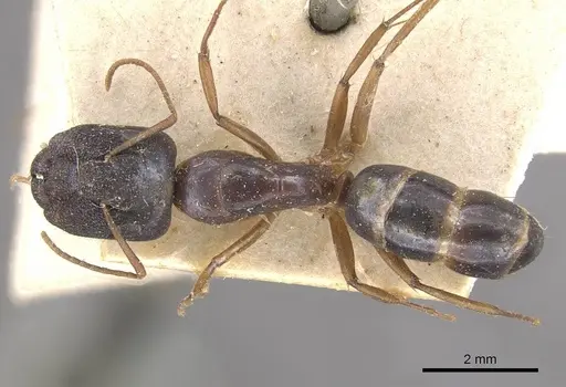 Camponotus ostiarius specimen CASENT0910558 image casent0910558_1