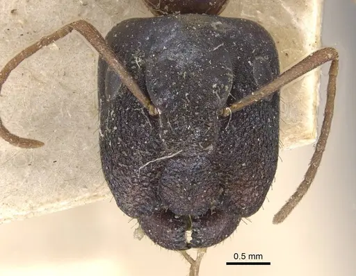 Camponotus ostiarius specimen CASENT0910558 image casent0910558_2