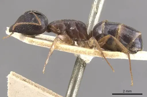 Camponotus ostiarius specimen CASENT0910558 image casent0910558_3