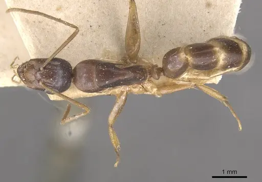 Camponotus ostiarius specimen CASENT0910559 image casent0910559_1