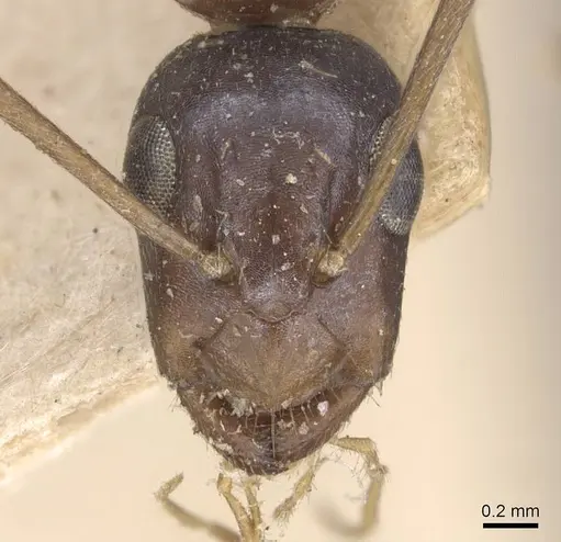 Camponotus ostiarius specimen CASENT0910559 image casent0910559_2