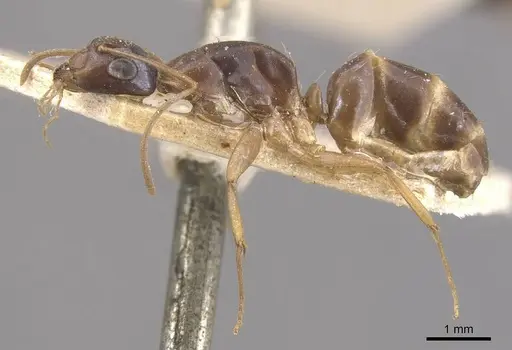 Camponotus ostiarius specimen CASENT0910559 image casent0910559_3