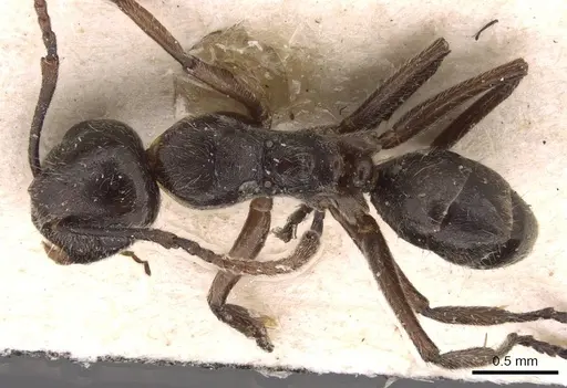 Camponotus overbecki specimen CASENT0907588 image casent0907588_1