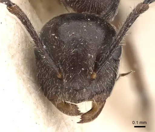 Camponotus overbecki specimen CASENT0907588 image casent0907588_2
