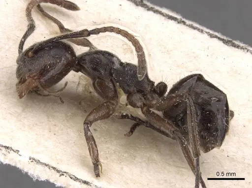 Camponotus overbecki specimen CASENT0907588 image casent0907588_3