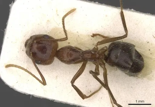 Camponotus overbecki specimen CASENT0910416 image casent0910416_1