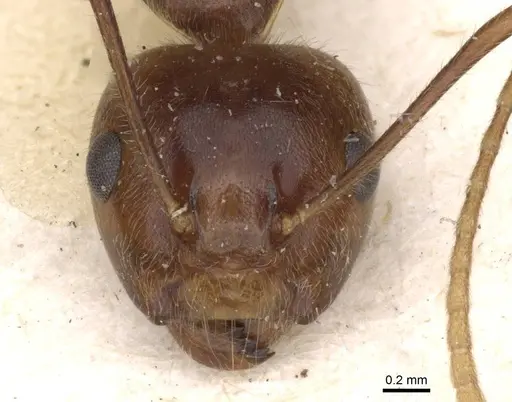 Camponotus overbecki specimen CASENT0910416 image casent0910416_2