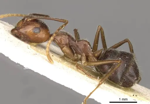 Camponotus overbecki specimen CASENT0910416 image casent0910416_3