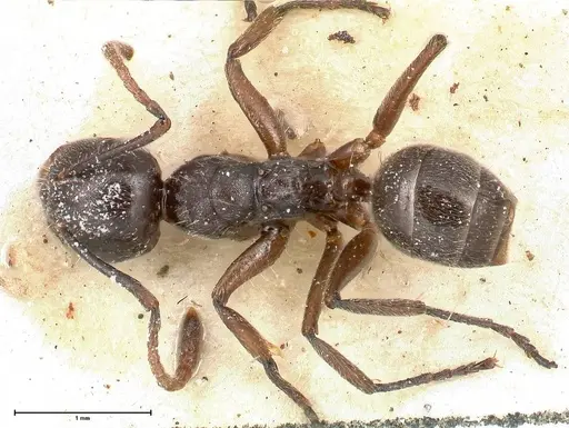 Camponotus overbecki specimen FOCOL0486 image focol0486_1