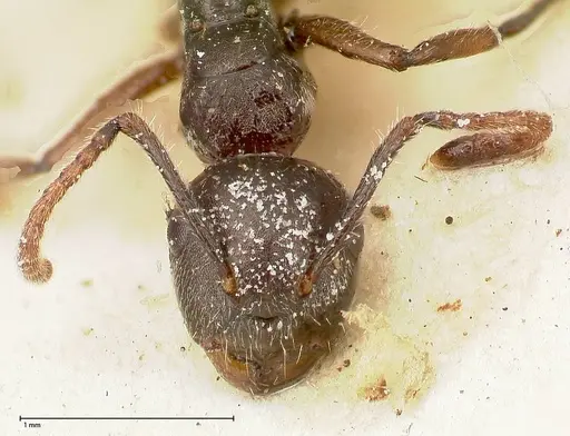 Camponotus overbecki specimen FOCOL0486 image focol0486_2