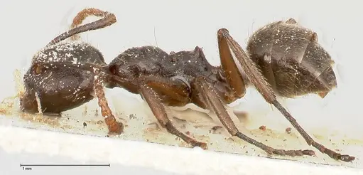 Camponotus overbecki specimen FOCOL0486 image focol0486_3