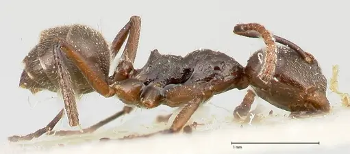 Camponotus overbecki specimen FOCOL0486 image focol0486_4