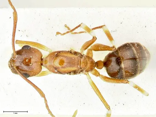 Camponotus overbecki specimen FOCOL2490 image focol2490_1