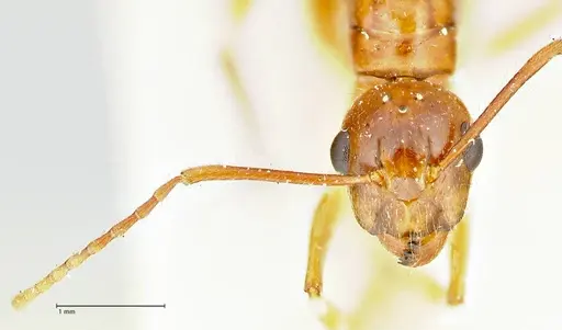 Camponotus overbecki specimen FOCOL2490 image focol2490_2