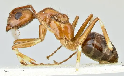 Camponotus overbecki specimen FOCOL2490 image focol2490_3