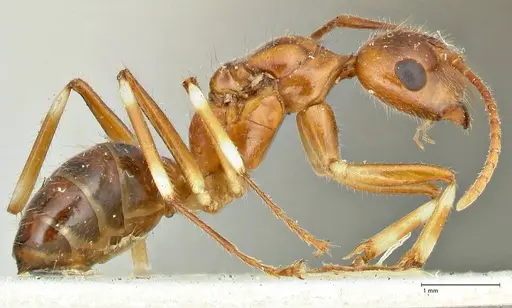 Camponotus overbecki specimen FOCOL2490 image focol2490_4