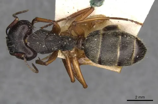 Camponotus oxleyi specimen CASENT0910397 image casent0910397_1