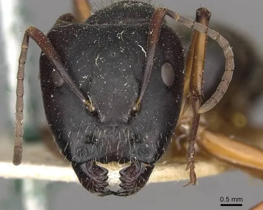 Camponotus oxleyi specimen CASENT0910397 image casent0910397_2