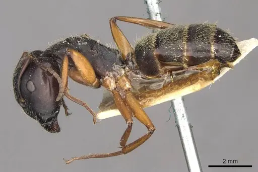 Camponotus oxleyi specimen CASENT0910397 image casent0910397_3