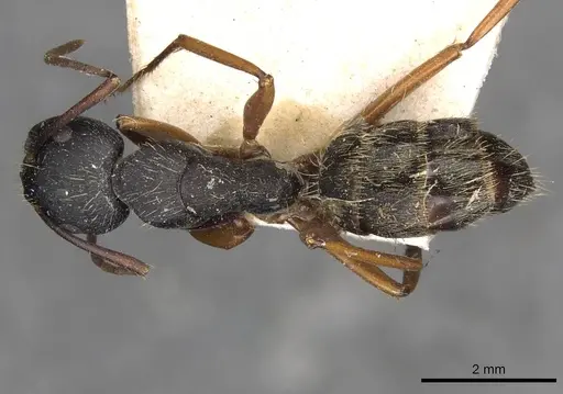 Camponotus oxleyi specimen CASENT0910398 image casent0910398_1