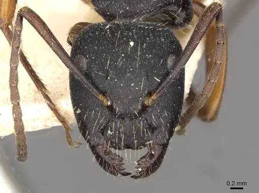 Camponotus oxleyi specimen CASENT0910398 image casent0910398_2