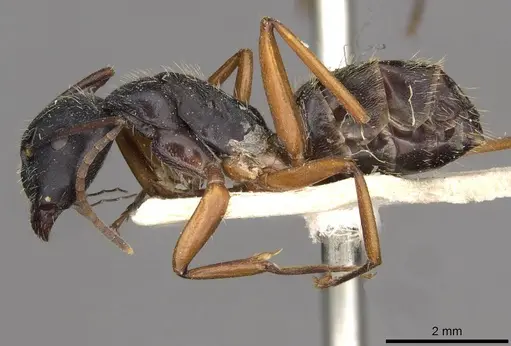 Camponotus oxleyi specimen CASENT0910398 image casent0910398_3