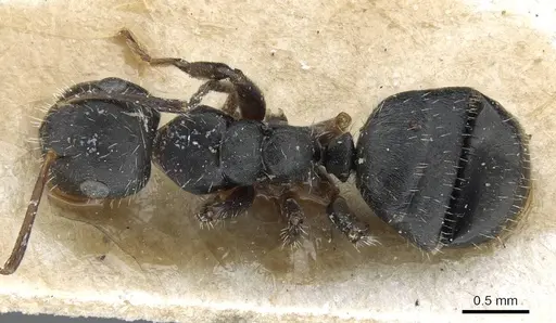 Camponotus pachylepis specimen CASENT0905520 image casent0905520_1