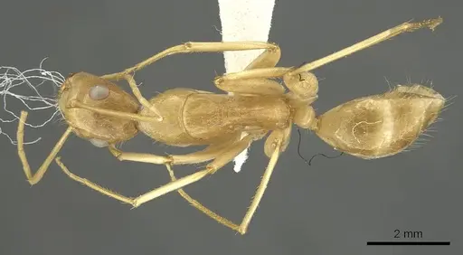 Camponotus palkura specimen CASENT0915767 image casent0915767_1