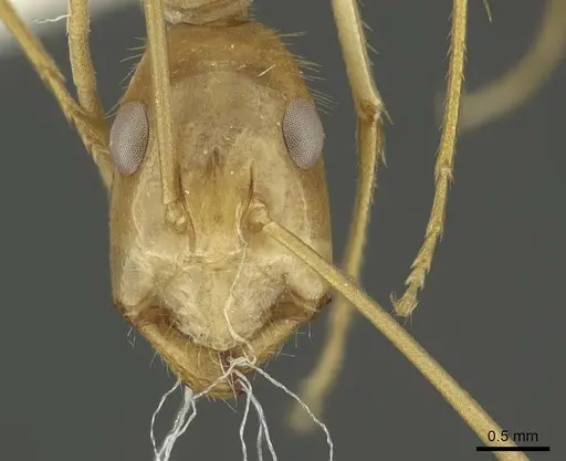 Camponotus palkura specimen CASENT0915767 image casent0915767_2