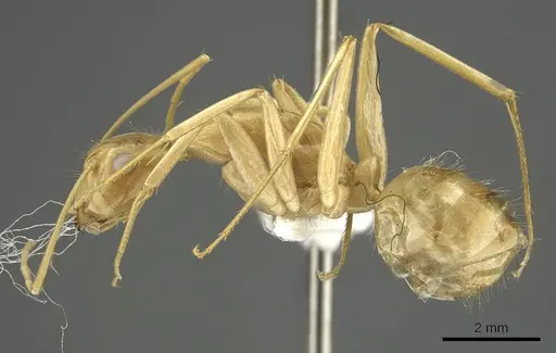 Camponotus palkura specimen CASENT0915767 image casent0915767_3