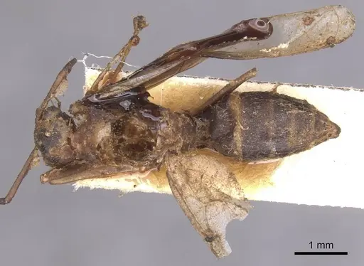 Camponotus pallens specimen CASENT0913697 image casent0913697_1