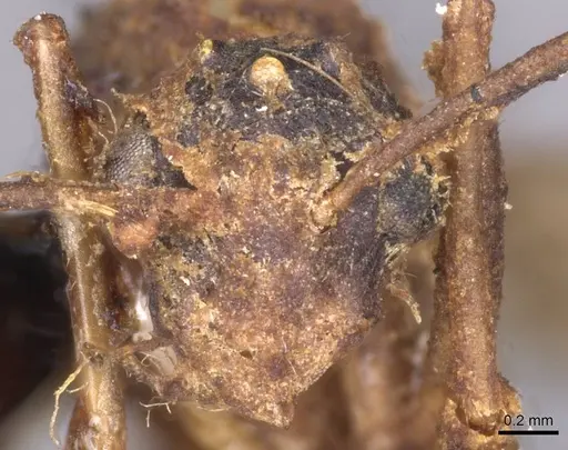 Camponotus pallens specimen CASENT0913697 image casent0913697_2