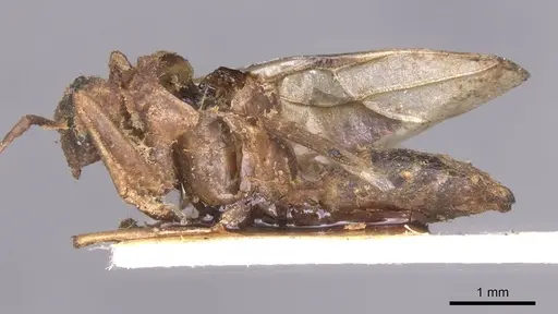Camponotus pallens specimen CASENT0913697 image casent0913697_3