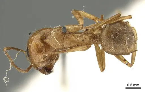 Camponotus pallescens specimen CASENT0915798 image casent0915798_1