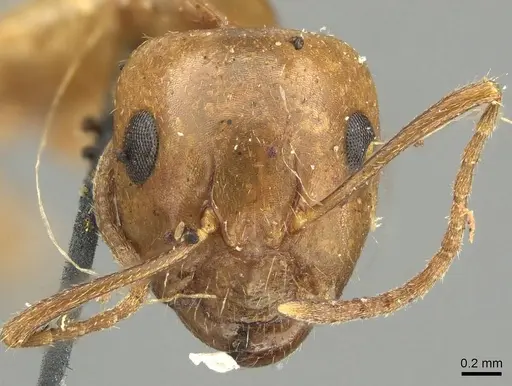 Camponotus pallescens specimen CASENT0915798 image casent0915798_2
