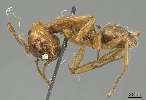 Camponotus pallescens specimen CASENT0915798 image casent0915798_3