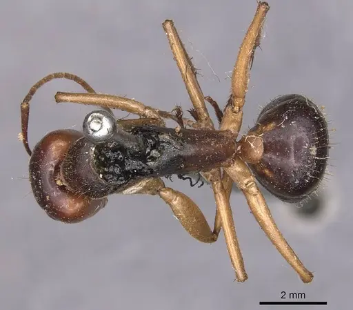 Camponotus pallidiceps specimen CASENT0905232 image casent0905232_1