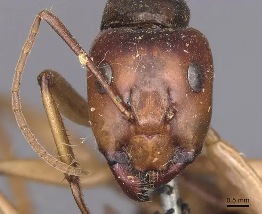 Camponotus pallidiceps specimen CASENT0905232 image casent0905232_2