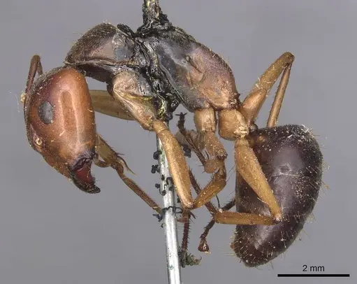Camponotus pallidiceps specimen CASENT0905232 image casent0905232_3