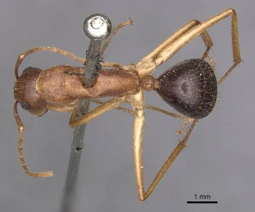 Camponotus pallidiceps specimen CASENT0905233 image casent0905233_1