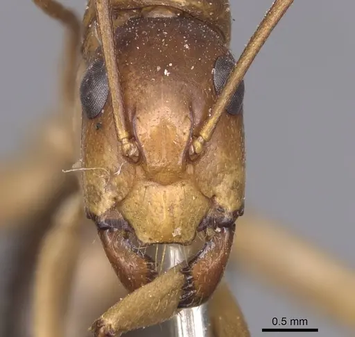 Camponotus pallidiceps specimen CASENT0905233 image casent0905233_2