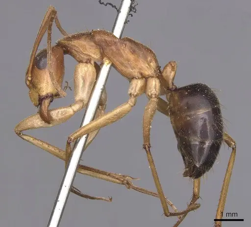Camponotus pallidiceps specimen CASENT0905233 image casent0905233_3
