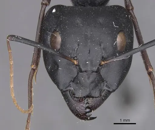 Camponotus palmyrensis specimen CASENT0913688 image casent0913688_2
