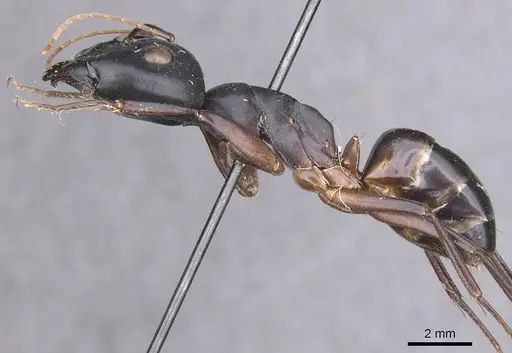 Camponotus palmyrensis specimen CASENT0913688 image casent0913688_3