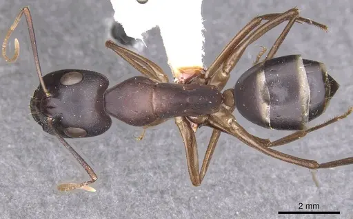 Camponotus palmyrensis specimen CASENT0913689 image casent0913689_1