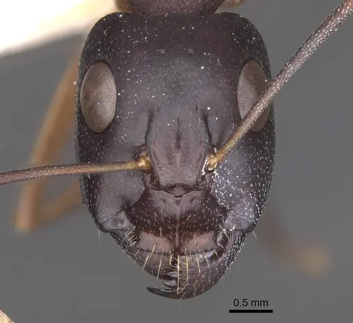 Camponotus palmyrensis specimen CASENT0913689 image casent0913689_2