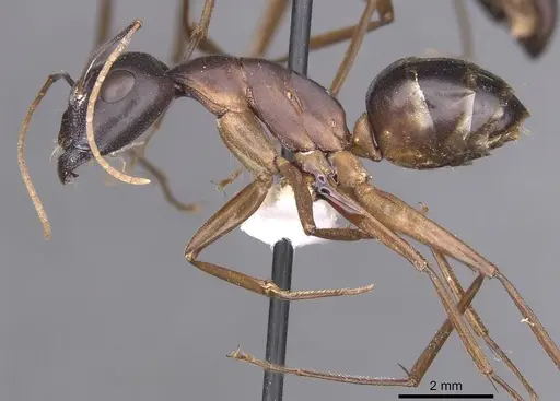 Camponotus palmyrensis specimen CASENT0913689 image casent0913689_3