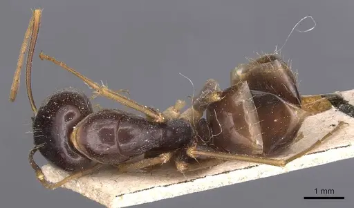 Camponotus palpatus specimen CASENT0905227 image casent0905227_1