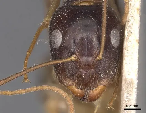 Camponotus palpatus specimen CASENT0905227 image casent0905227_2